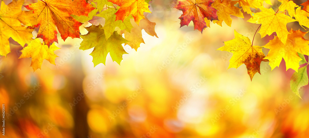 Autumn background with border of orange, gold and red maple leaves on nature park on background of sunlight with soft blurred beautiful bokeh. Autumn background with border of orange, gold and red maple leaves on nature park on background of sunlight with soft blurred beautiful bokeh.