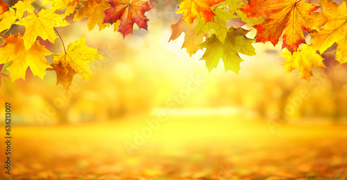 Autumn background with border of orange  gold and red maple leaves on nature park on background of sunlight with soft blurred beautiful bokeh.