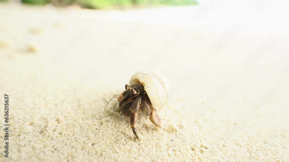 Close up of a orange coloured hermit crab emerging from it's shell on a tropical island beach Close up of a orange coloured hermit crab emerging from it's shell on a tropical island beach