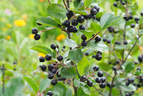 Apfelbeeren (Aronia melanocarpa)
