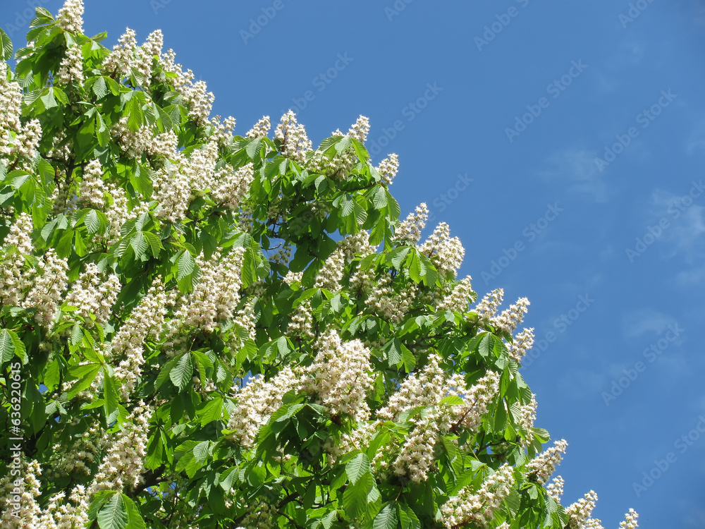 Aesculus hippocastanum the Horse chestnut flowers and foliage against blue sky, background Aesculus hippocastanum the Horse chestnut flowers and foliage against blue sky, background