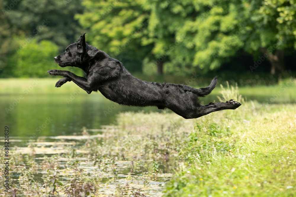Gundog training around water