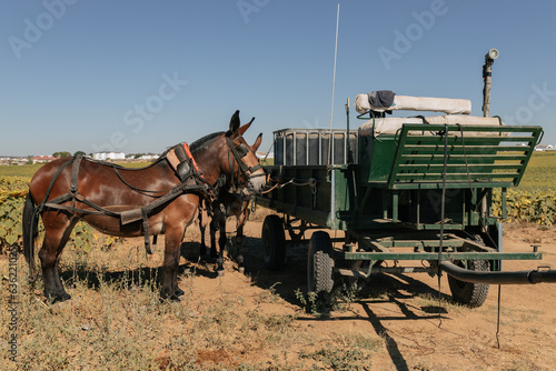 Horse standing on agricultural field near tractor trolley