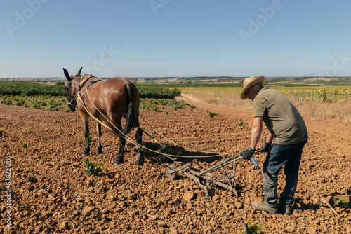 Man working on agricultural field near horse in sunlight