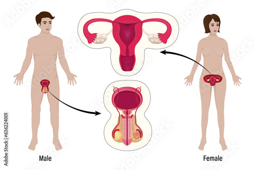 Human reproductive system. Male and female organs vector. 