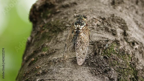 Robust Cicada (Hyalessa Maculaticollis) Sing Song Loud Perched on Tree Trunk in Japan - Detailed closeup, Making Tymbal Contractions photo