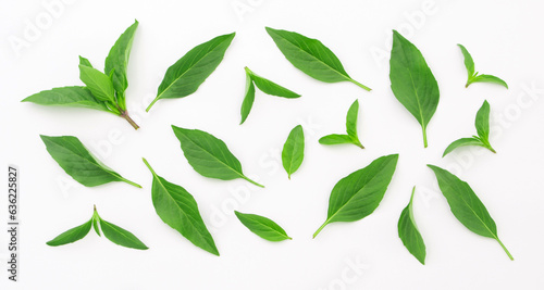 Fresh basil leaf pattern on white background , top view , flat lay.
