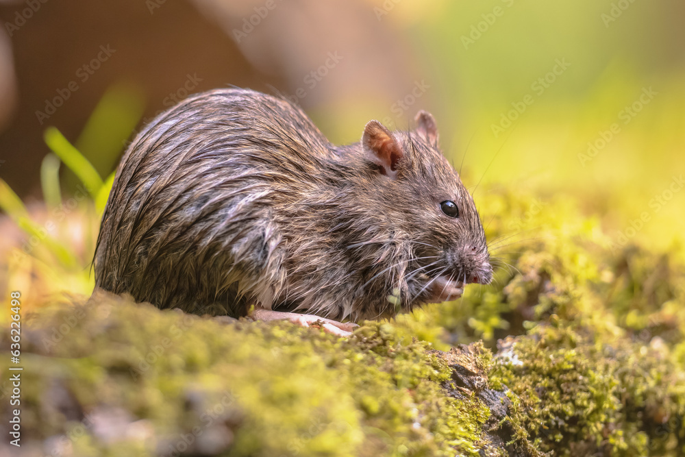 Brown rat in grass on river bank Brown rat in grass on river bank