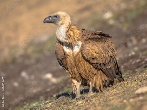Obraz na plátně Griffon vulture perched on ground