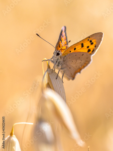 Small copper cereal field photo