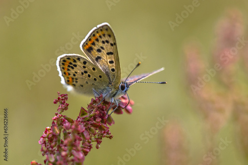 Wallpaper Mural Sooty copper butterfly on dock Torontodigital.ca