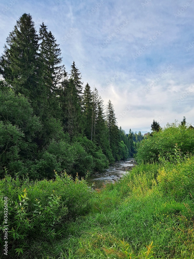 opir river and forest in the carpathians mountains