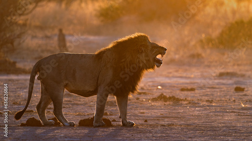 Flehmen Response In Lion Male photo