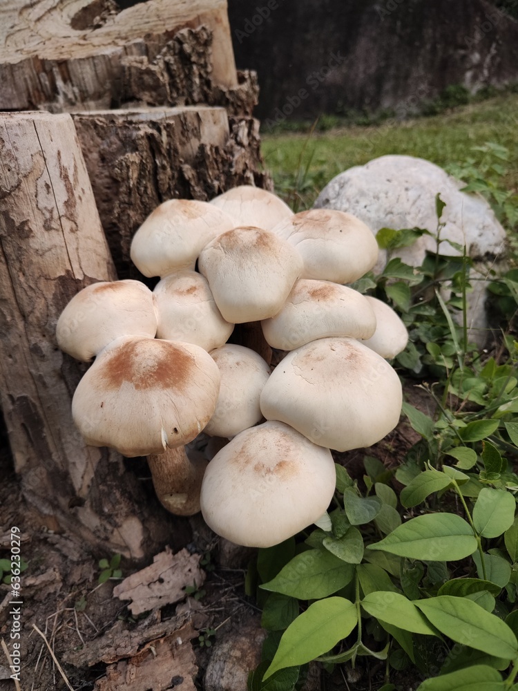 Mushrooms growing on dry stumps, rainy season mushrooms, Thailand Mushrooms growing on dry stumps, rainy season mushrooms, Thailand