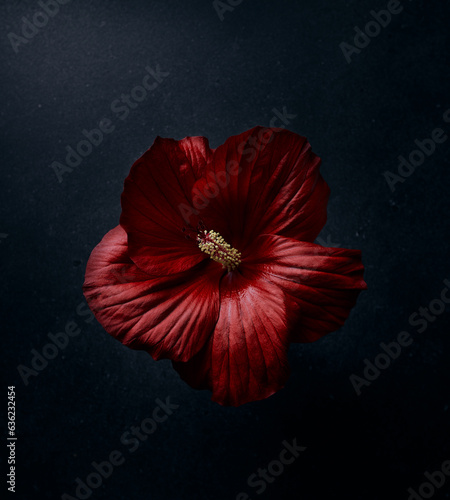 Beautiful dark red Hibiscus flowers on black background