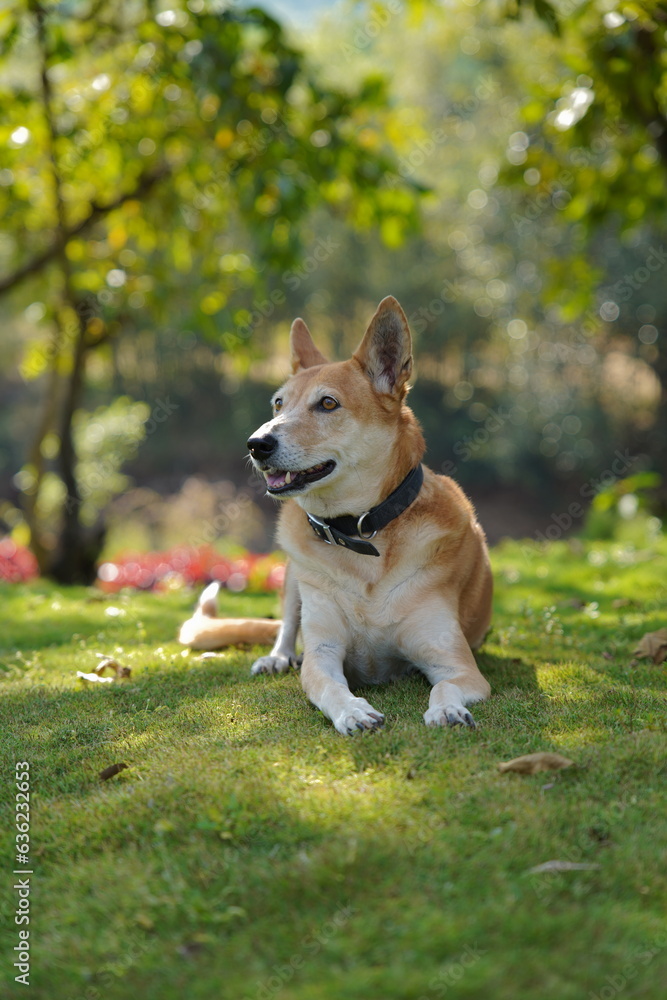 Dog in the park