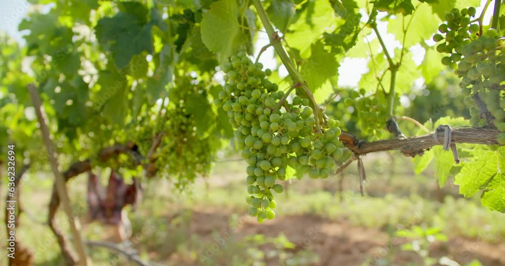 custom made wallpaper toronto digitalAgronomist enologist checks state of health of white grapes in the vineyard, close-up