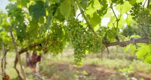 Wallpaper Mural Agronomist enologist checks state of health of white grapes in the vineyard, close-up Torontodigital.ca