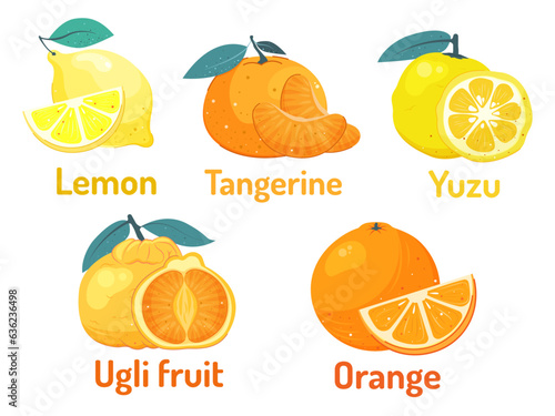 Set of citrus fruits. Orange, lemon, ugli fruit, tangerine, yuzu, Colorful, cartoon style vector illustration.