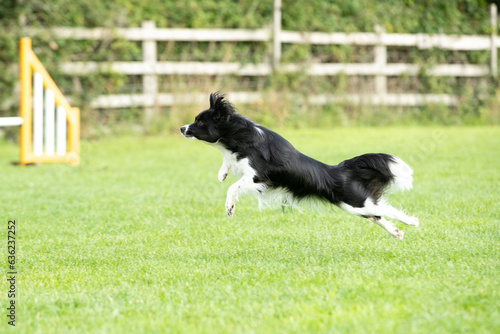 Dog doing Dog agility