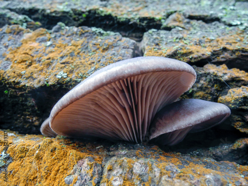 Oyster mushroom grows from the bark of a tree covered with yellow lichen, close-up