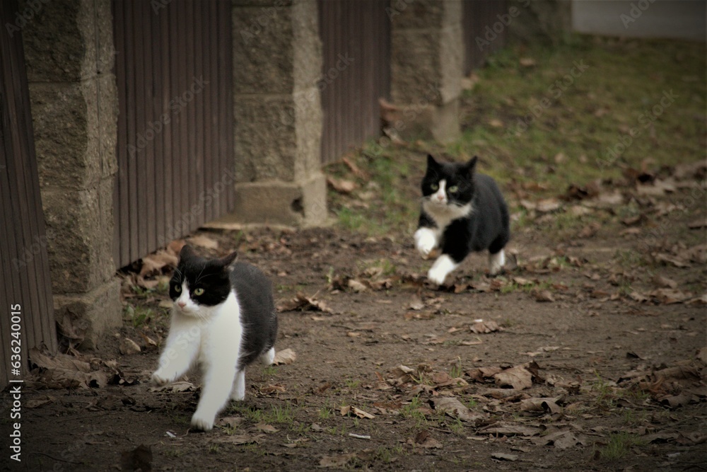 
two small black and white cats are running in the yard
