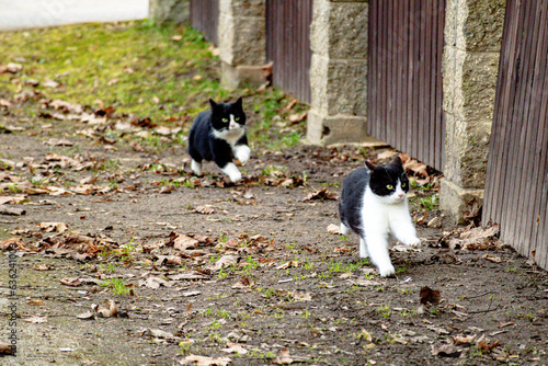two cats are running in the yard, one has a black and white face.