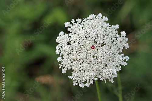 Wild carrot white flower in close up