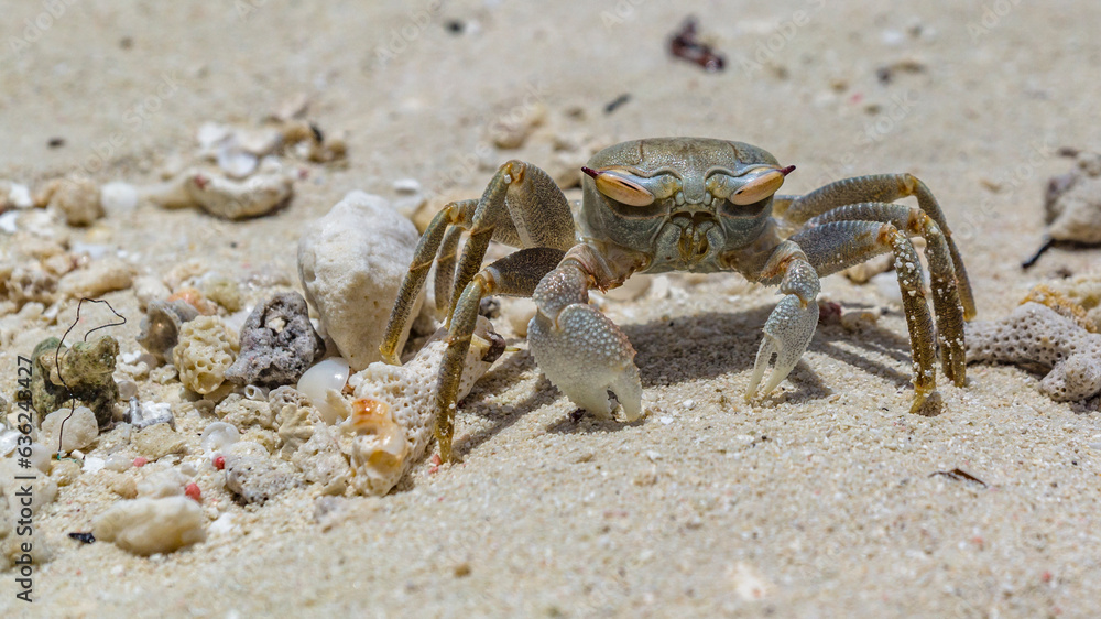 Krebs_am_Strand