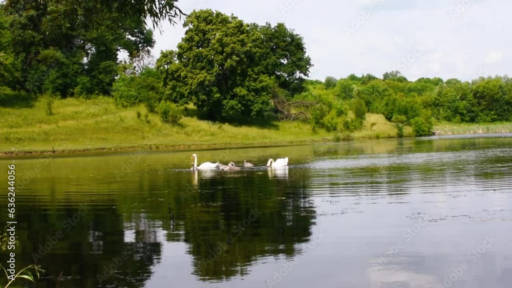 Summertime, a pair of adult swans with chicks swim on the lake Summertime, a pair of adult swans with chicks swim on the lake