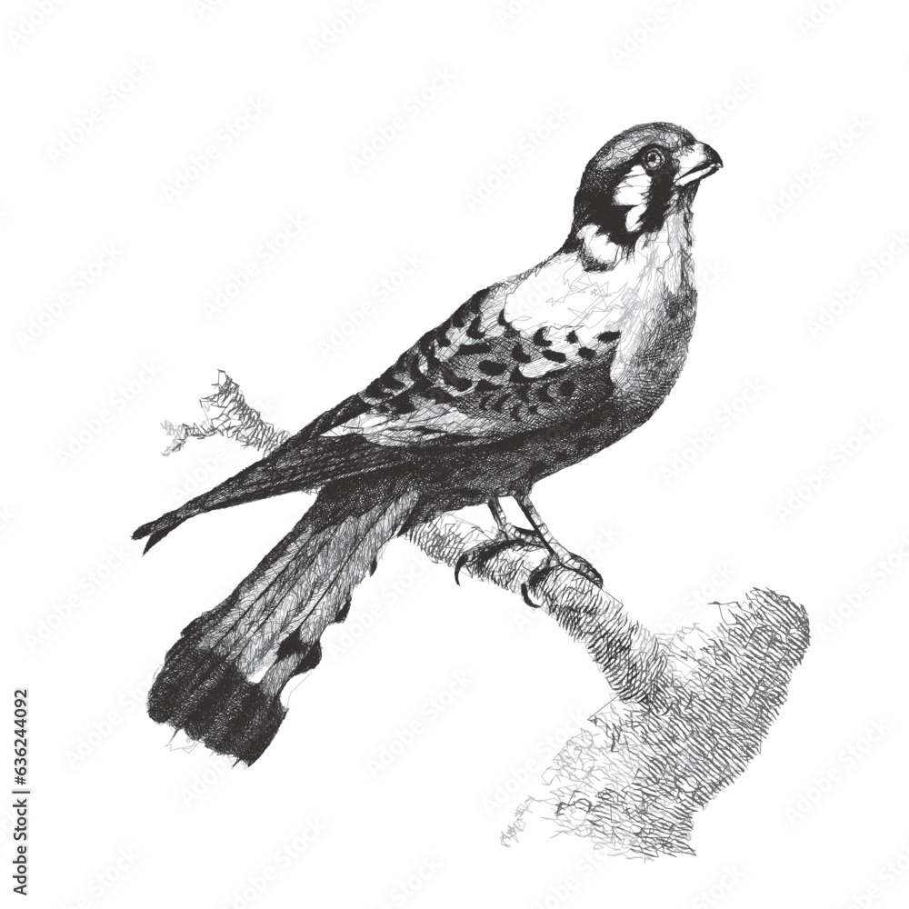 Fototapeta premium Merlin, or Falco columbarius. Doodle sketch. Vintage vector illustration.
