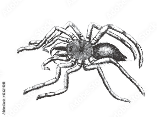 Pinktoe tarantula (Aranea a...