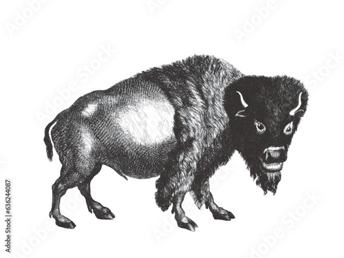 American bison (Bison bison). Doodle sketch. Vintage vector illustration.