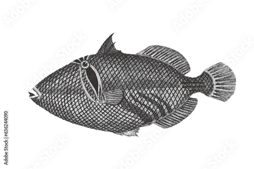 Lagoon triggerfish (Rhinecanthus aculeatus), Doodle sketch. Vintage vector illustration.