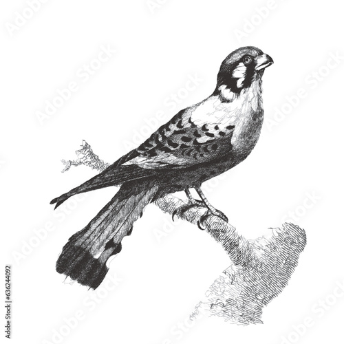 Merlin, or Falco columbarius. Doodle sketch. Vintage vector illustration.