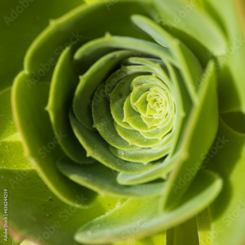 Aeonium arboreum, the tree aeonium, tree houseleek, or Irish rose, is a succulent, subtropical subshrub in the flowering plant family Crassulaceae. Blooming photo