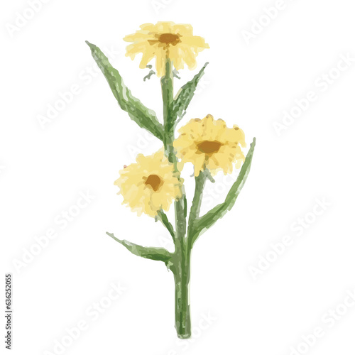 yellow flowers isolated on white