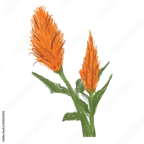 flower of calendula
