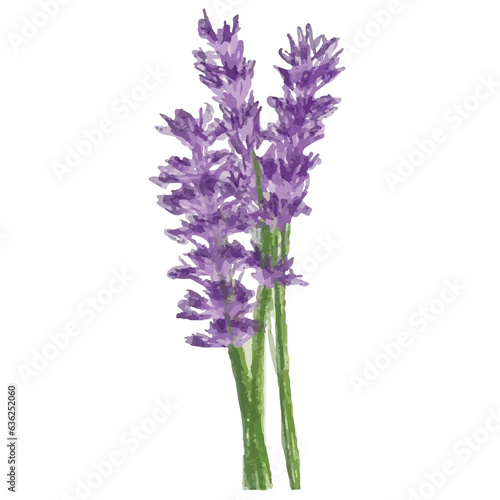 lavender flower isolated