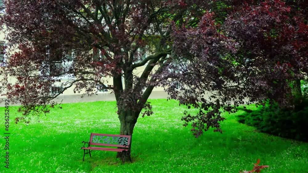 A tree with purple leaves and a bench under it in the rain, cozy and beautiful A tree with purple leaves and a bench under it in the rain, cozy and beautiful