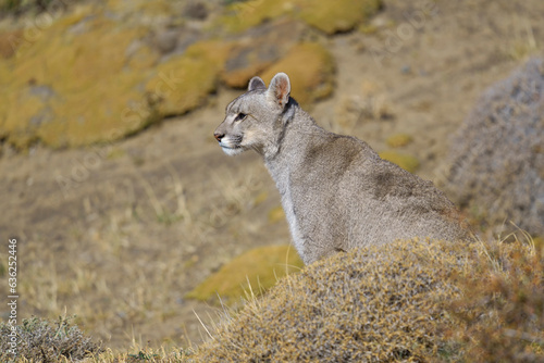 Puma in the wild in Torres del Paine National Park
