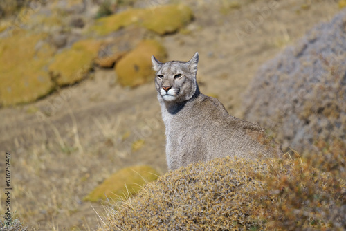 Puma in the wild in Torres del Paine National Park