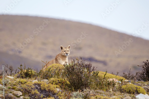 Puma in the wild in Torres del Paine National Park