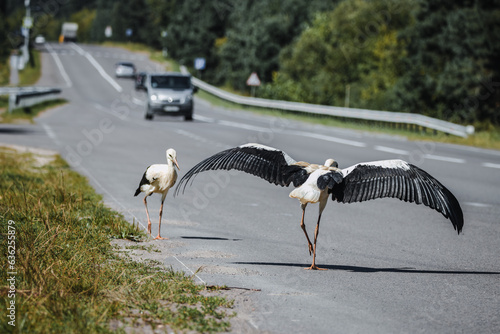 Two young white storks (Ciconia ciconia) stand on the road with cars on a sunny day.  Young white storks walk along the road with cars on sunny summer day with grey road.