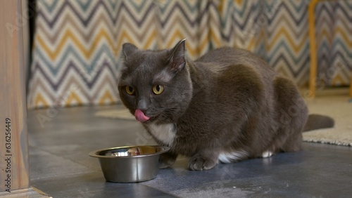 Domestic adorable gray cat eating food from bowl on floor. Care and maintenance of animals at home. Healthy cat eating food with appetite in cozy home. Cat licks his muzzle, looks into distance.
