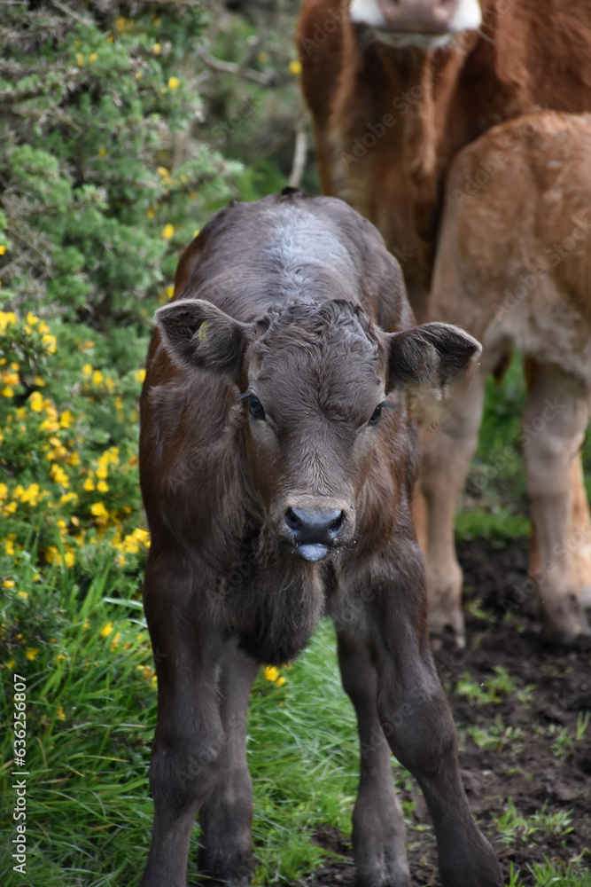 Adorable Baby Calf on Wobbly Legs in England Adorable Baby Calf on Wobbly Legs in England
