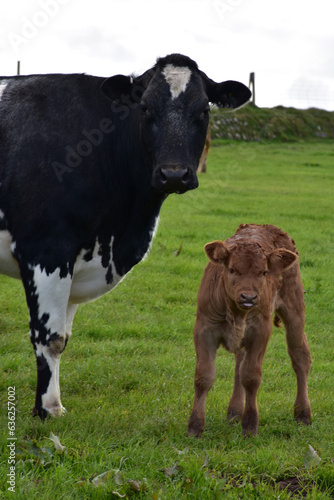Brown Calf and a Black Cow in a Meadow