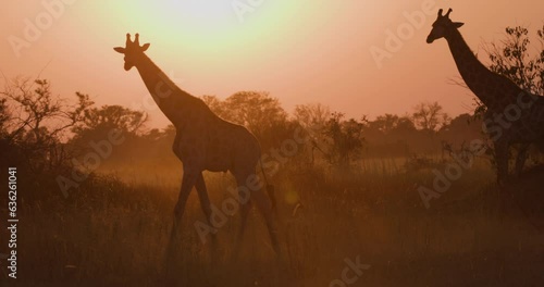 Close-up side view. Two giraffes walking in the beautiful evening sunset orange light