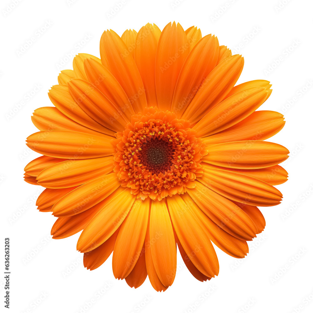 Beautiful single Calendula flower isolated on white background. Herbal medicine, aromatherapy. Beautiful single Calendula flower isolated on white background. Herbal medicine, aromatherapy.