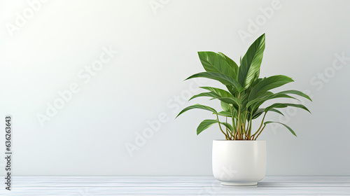 plant in a vase on the table with copy space